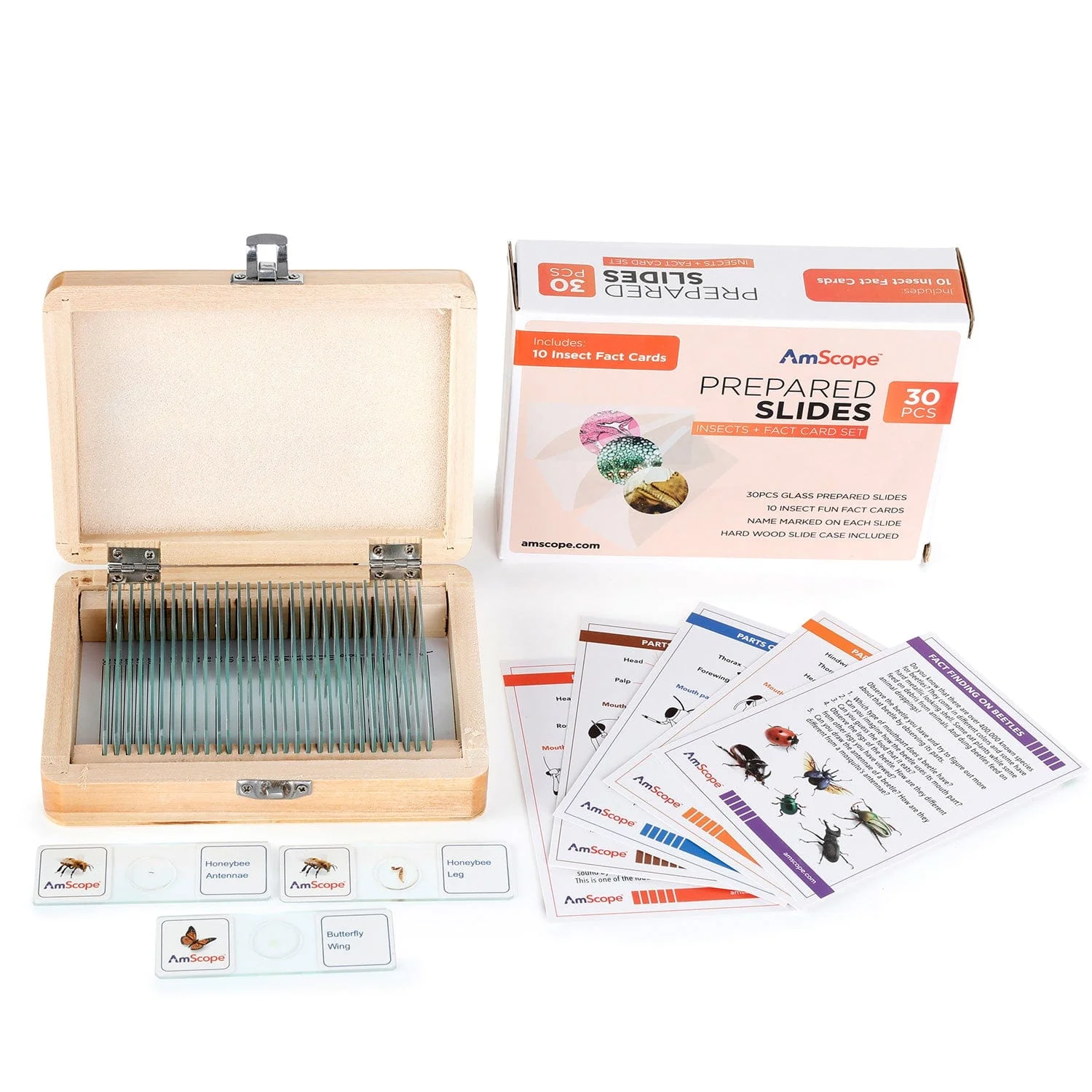 AmScope 30pc Glass Prepared Insect Slide Collection in Wooden Case - Image 5