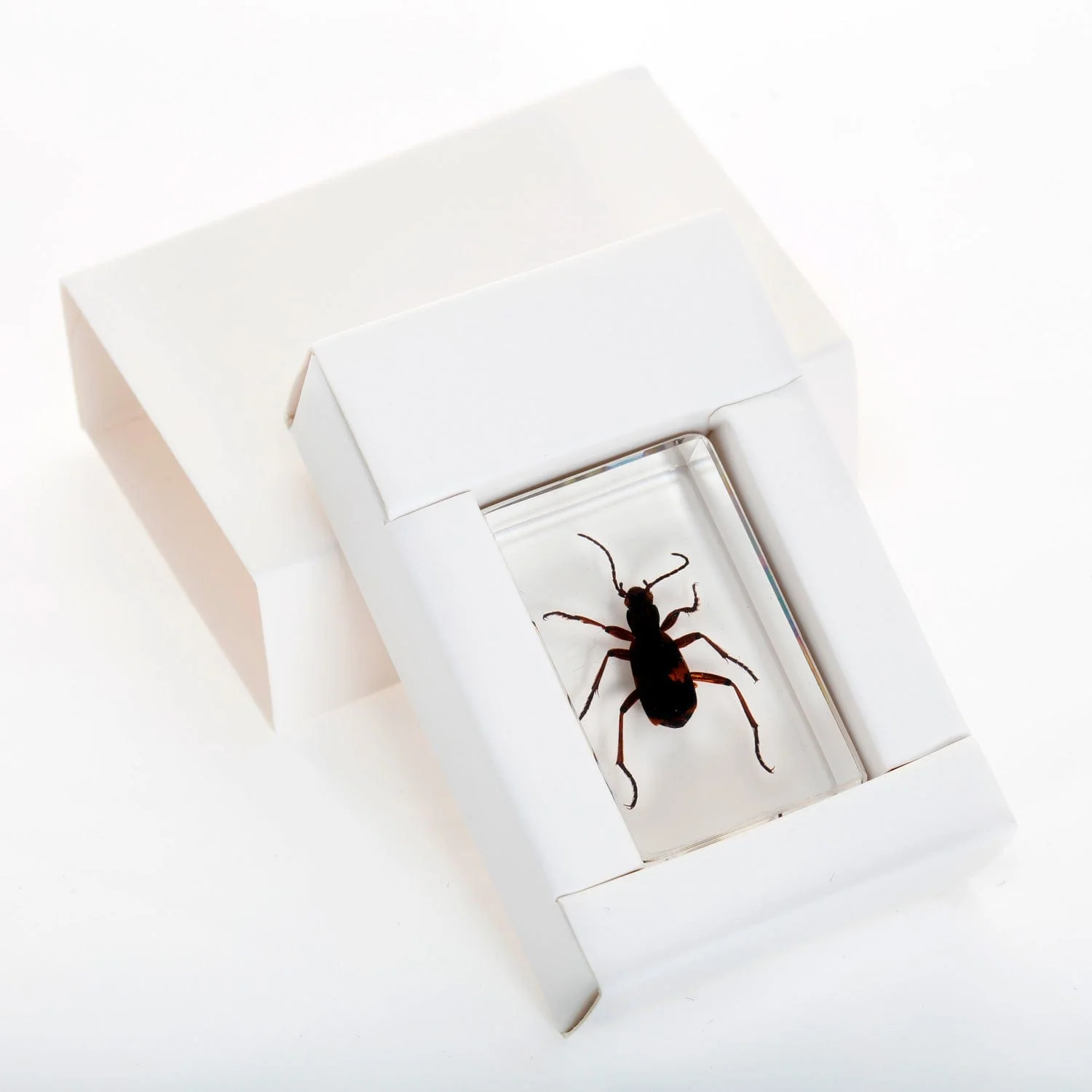 AmScope 3D Real Land Insect Specimen 3PC Kit W/ Ladybug, Beetle, Grasshopper - Image 4