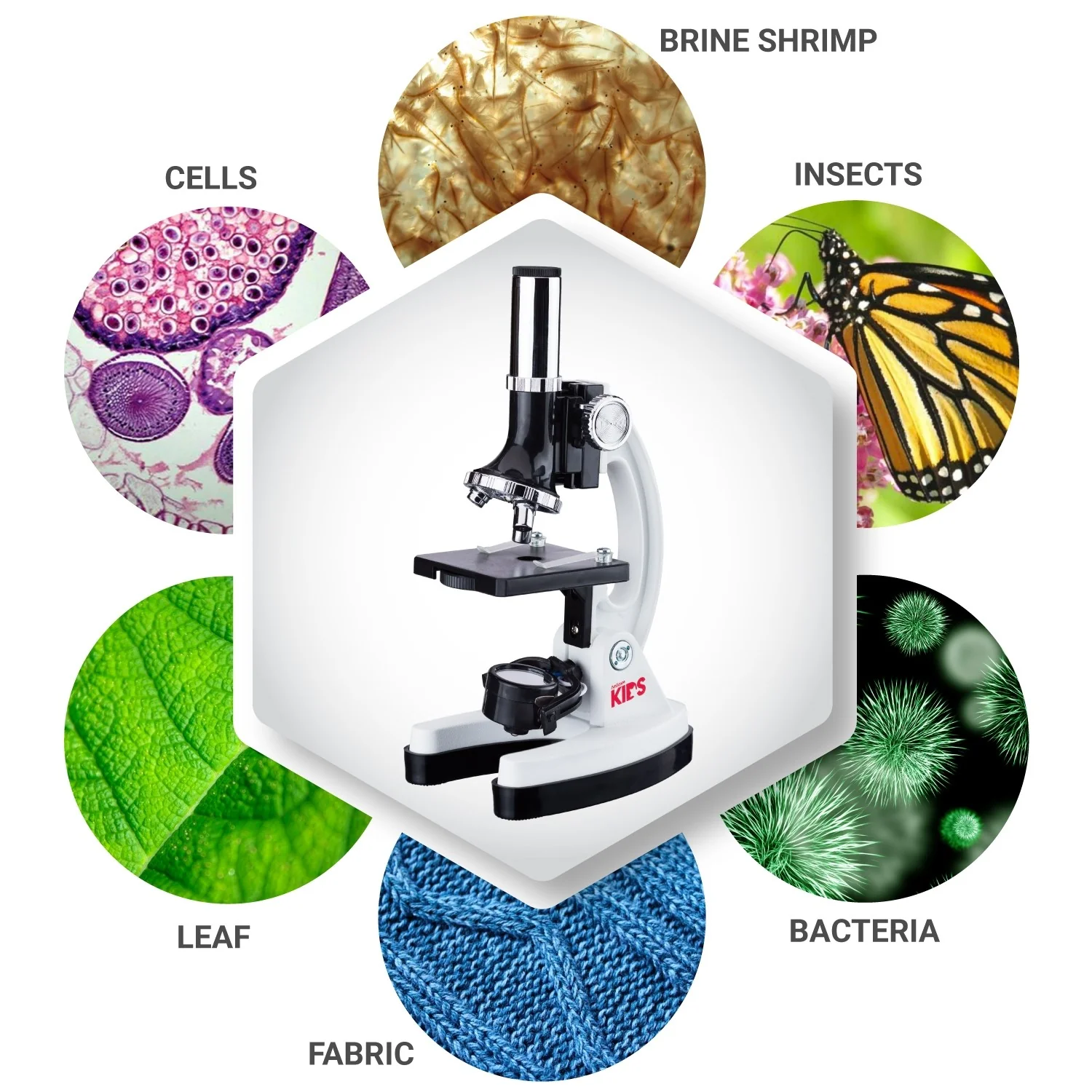 Amscope M30-ABS-KT2-W Monocular Compound Microscope for Kids – Up to 1200X LED Illumination STEM Education Microscopes, Student Lab Microscopes, Biological Science Microscopes - Image 7