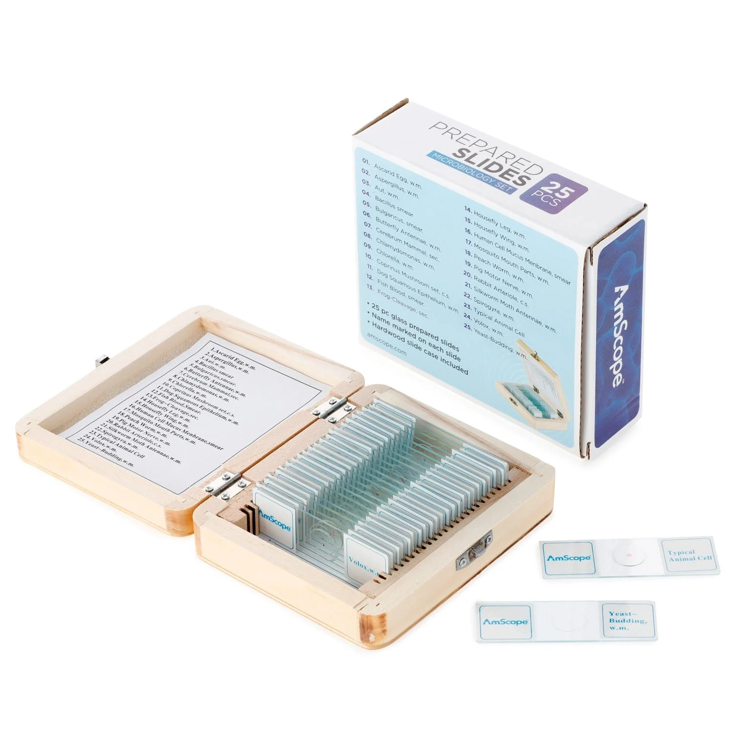 AmScope 25pc Prepared Glass Microscope Microbiology Slide Specimens with Wooden Case - Image 5