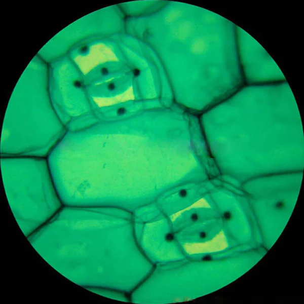 AmScope B020 Series Lab Binocular Compound Microscope 40X-2500X Magnification with LED, 3D Mech Stage and Slides - Image 12