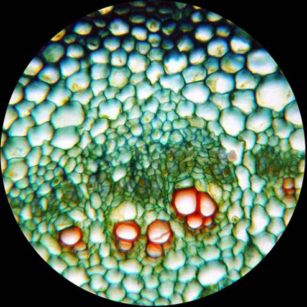 AmScope B020 Series Lab Binocular Compound Microscope 40X-2500X Magnification with LED, 3D Stage, Slide and Cleaning Kit - Image 13