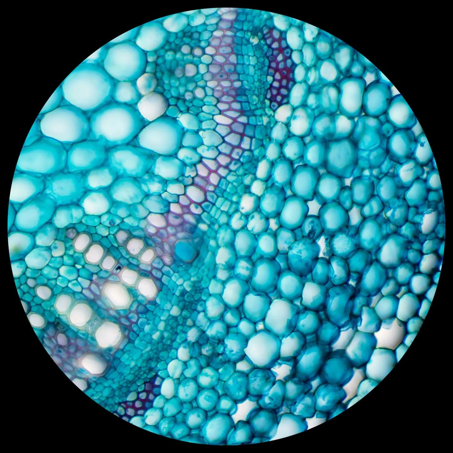 AmScope B120 Series Student & Professional LED Binocular Compound Microscope w/Siedentopf Head, 3D Mechanical Stage & Optional Digital Camera - Image 10