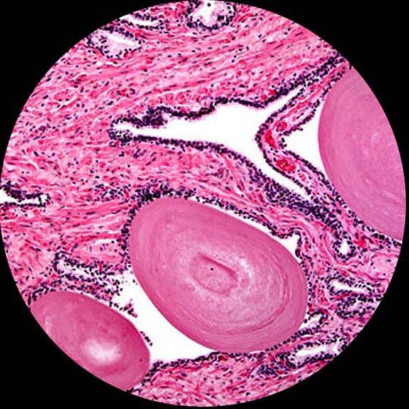 AmScope B120 Series Binocular Compound Microscope 40X-2500X Magnification with LED, Siedentopf Head, 50pc Blank Slides and 5MP USB3 Digital Camera - Image 13