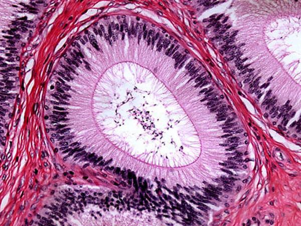40X-2000X Binocular Compound Microscope - Image 9