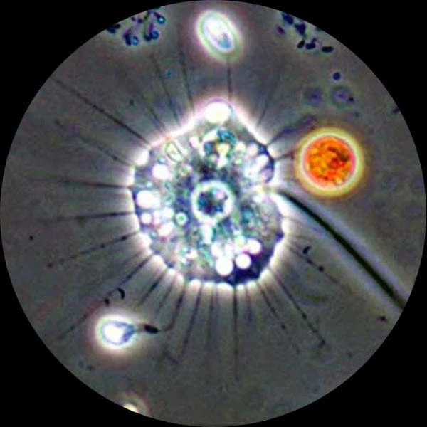 AmScope B600 Series Advanced Turret Phase Contrast Binocular Compound Microscope 40X-1600X Magnification - Image 7