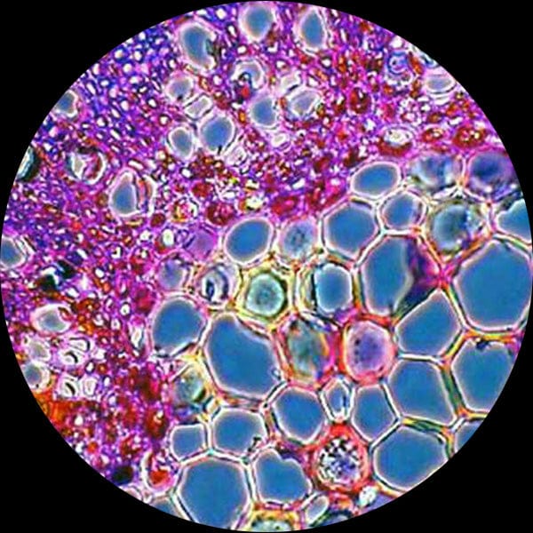AmScope B600 Series Advanced Turret Phase Contrast Binocular Compound Microscope 40X-1600X Magnification - Image 8