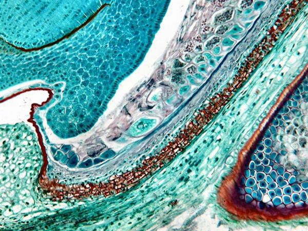 AmScope Outlet B650 Series Infinity-Corrected Plan Biological Binocular Compound Microscope with 20W Halogen, 3D Mechanical Stage and Optional Digital Camera - Image 16