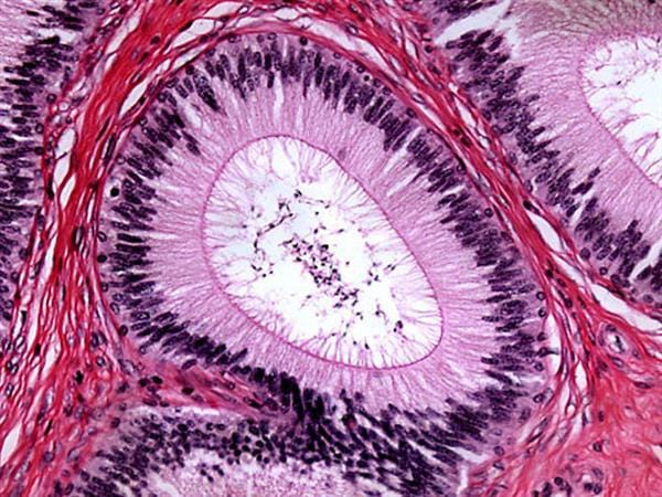 AmScope B690 Series Binocular Compound Microscope with Koehler Illumination, Plan Optics and Optional Camera - Image 11