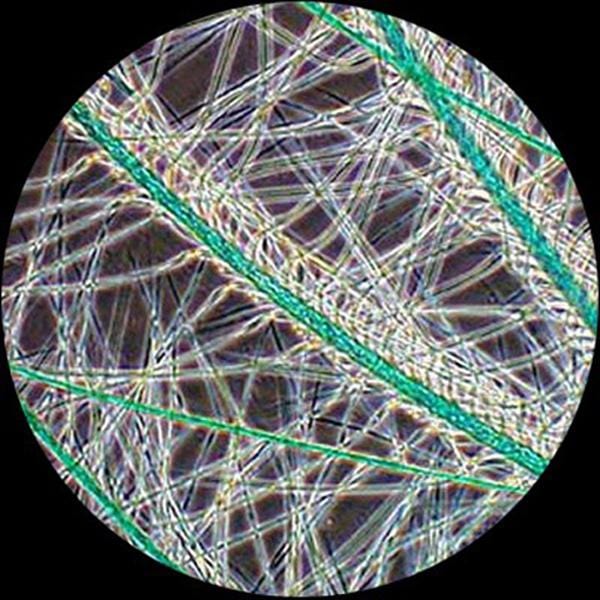 AmScope B690 Series Koehler Phase-contrast Binocular Compound Microscope with Plan Optics and Optional Camera - Image 15