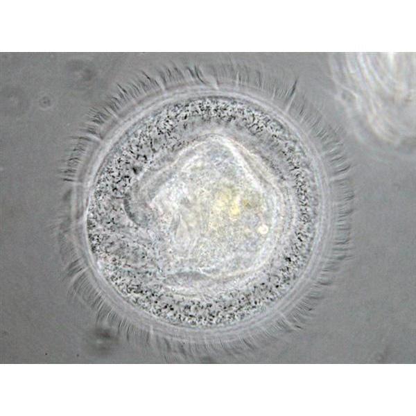 AmScope IN300 Series Inverted Phase-Contrast Biological Trinocular Compound Microscope with 30W Halogen and Optional Digital Camera - Image 11