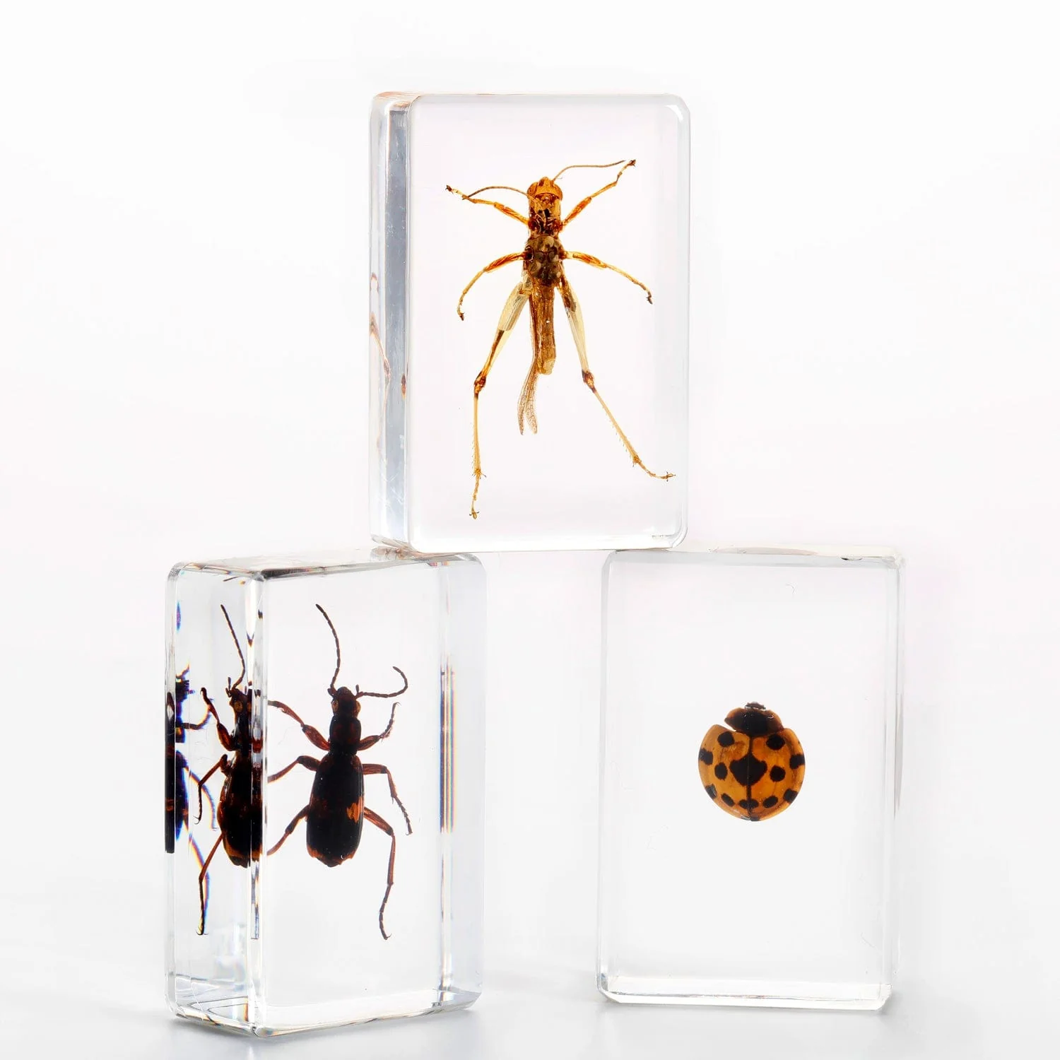 AmScope 3D Real Insect and Arachnid Specimen Kit - Image 5