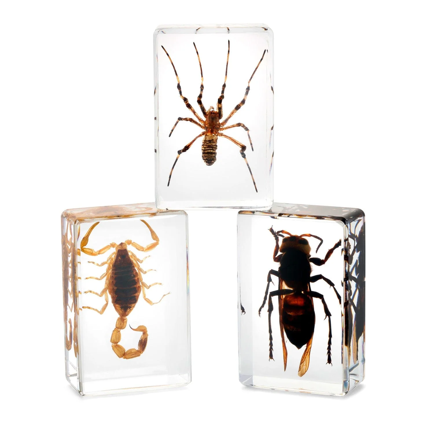 AmScope 3D Real Insect and Arachnid Specimen Kit - Image 7