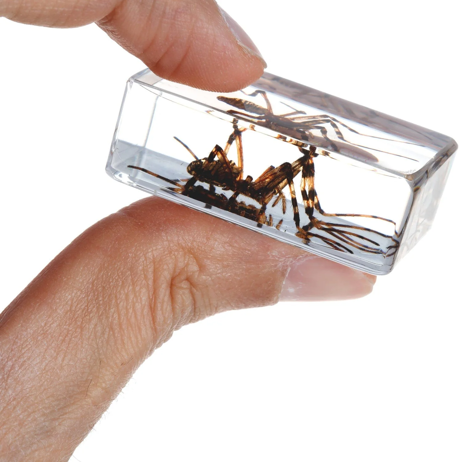 AmScope 3D Real Insect and Arachnid Specimen Kit - Image 8