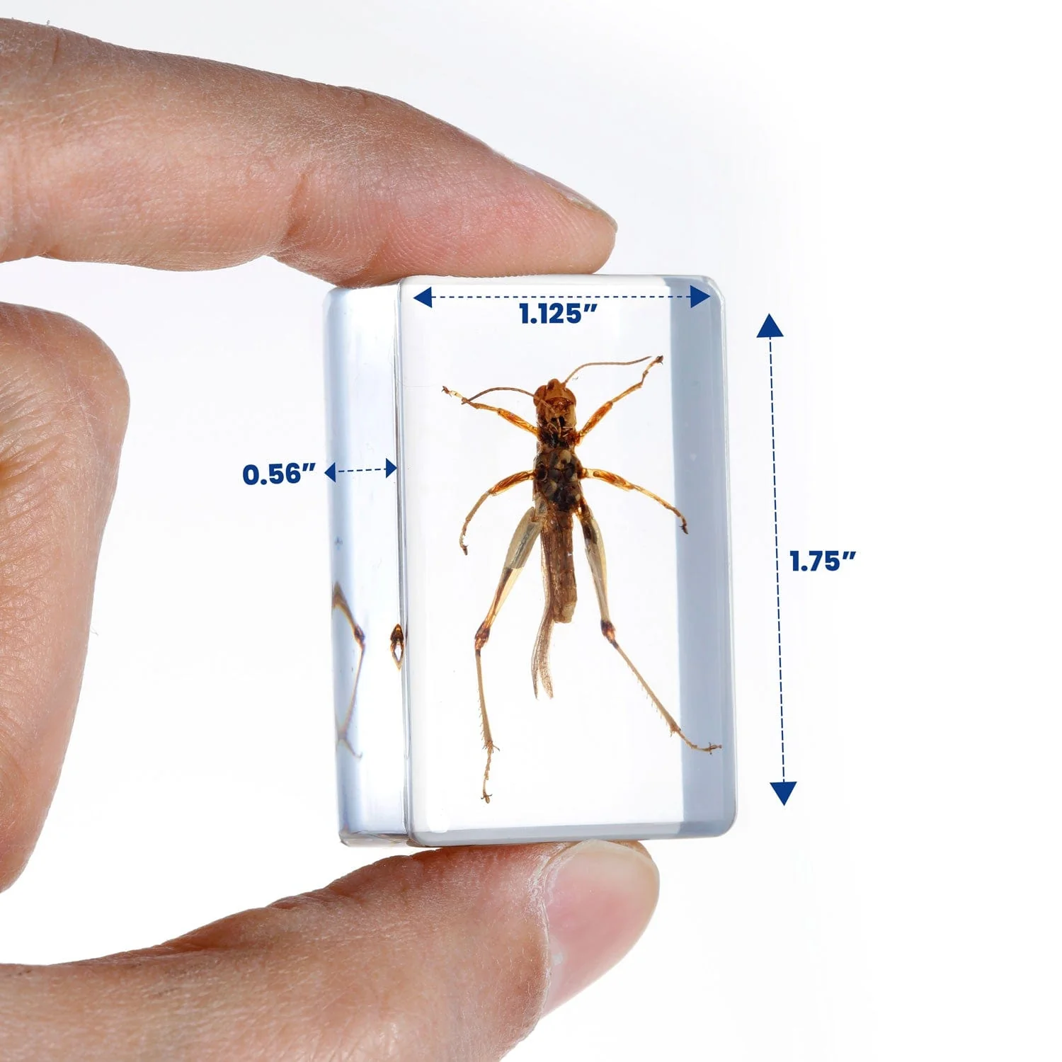 AmScope 3D Real Insect and Arachnid Specimen Kit - Image 9