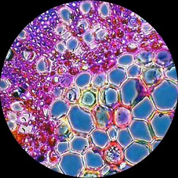 AmScope T390 Series Phase-Contrast Biological Trinocular Compound Microscope with 20W Halogen, Turret Condenser, 3D Mechanical Stage and Optional Digital Camera - Image 14