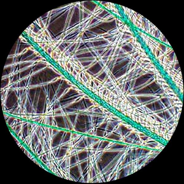 AmScope T490 Series Phase-Contrast Simul-Focal Trinocular Compound Microscope with 20W Halogen, 3D Mechanical Stage and Optional Digital Camera - Image 11