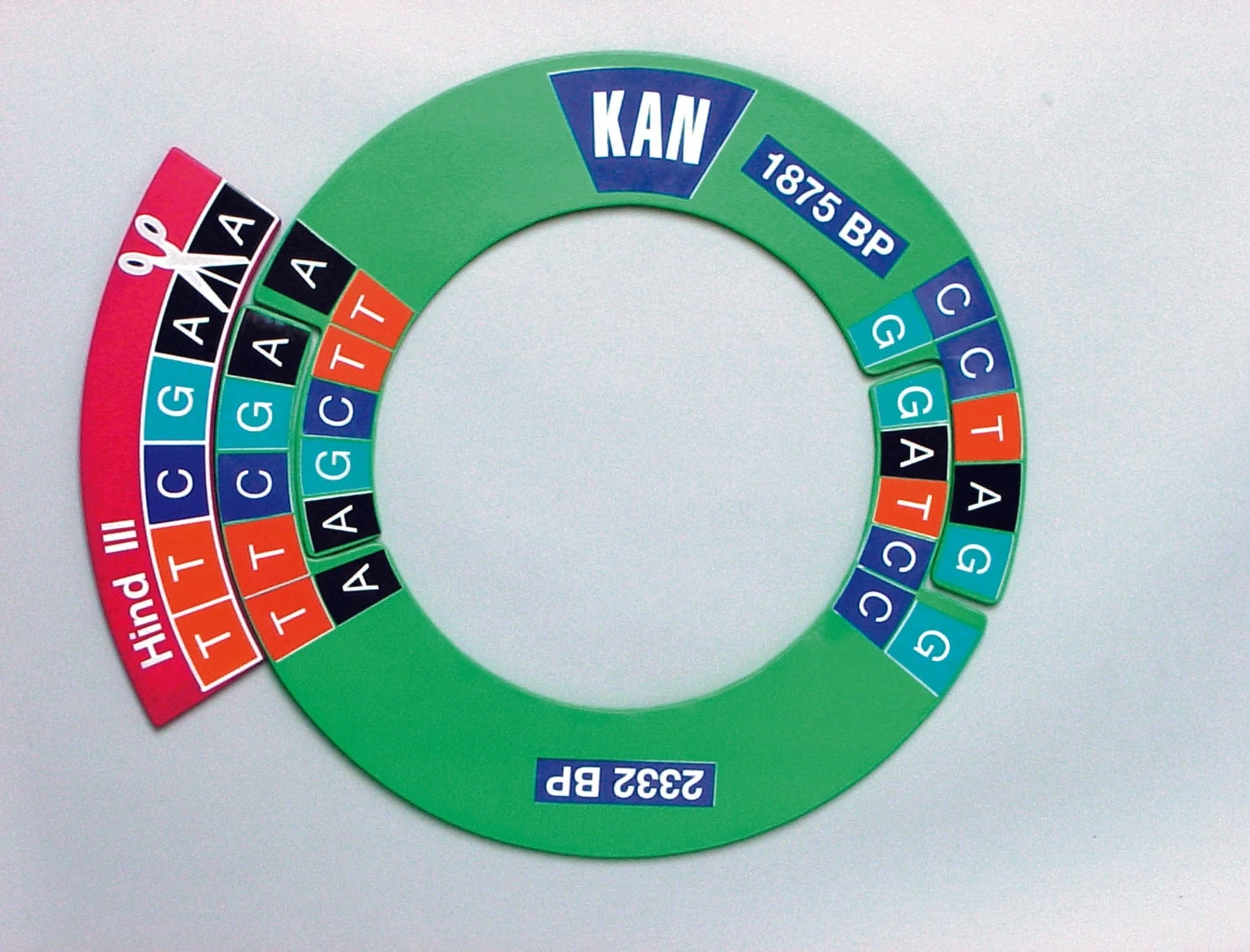 United Scientific Dna Manipulatives Kit - Image 2