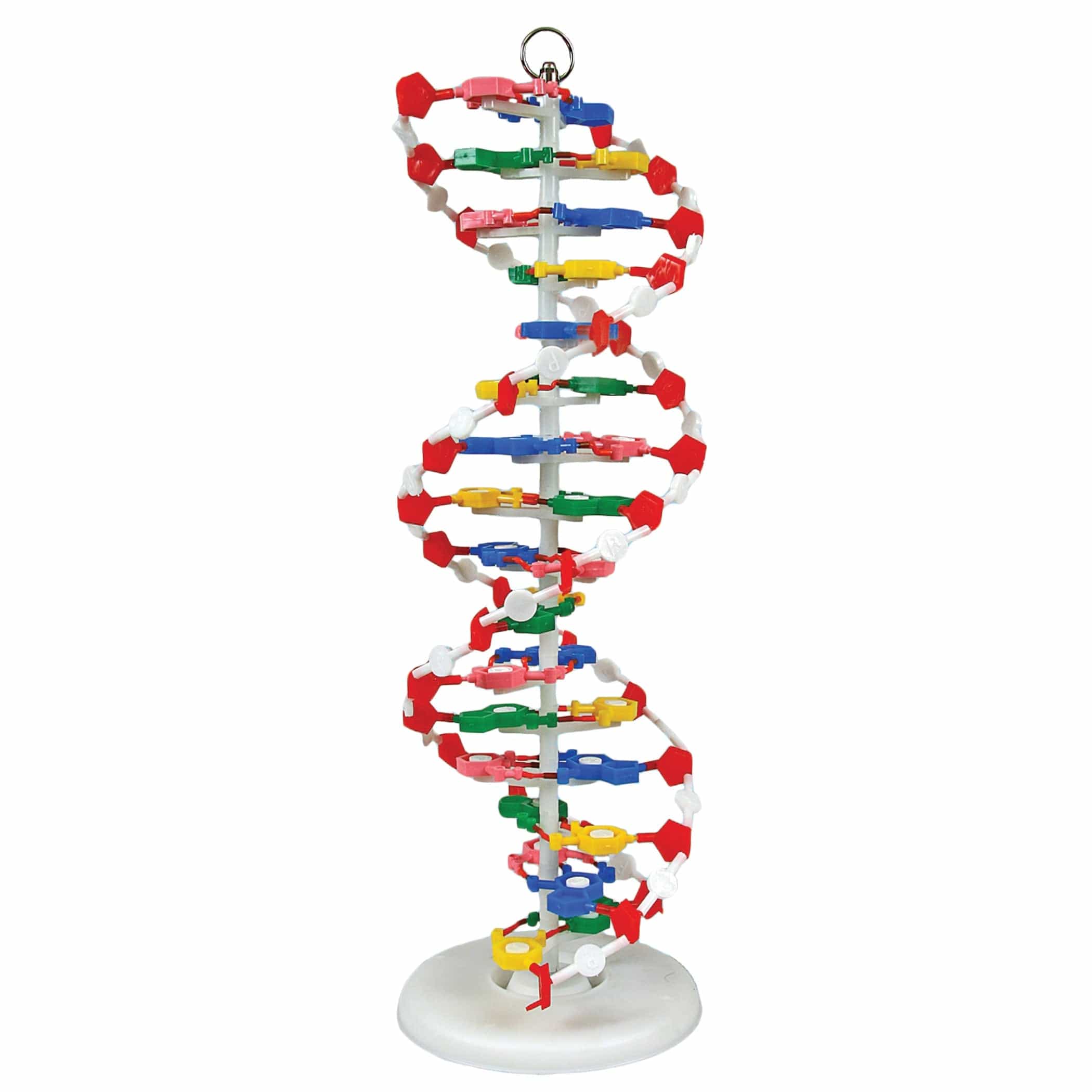 United Scientific Dna Model, Pre-Assembled