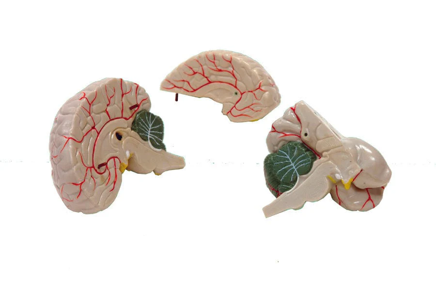 United Scientific Brain Model, 3-Part - Image 2