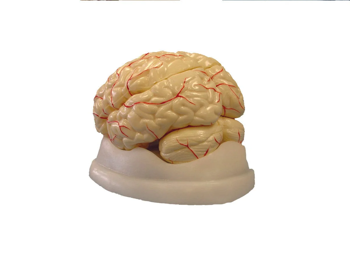 United Scientific Brain Model, 8-Part