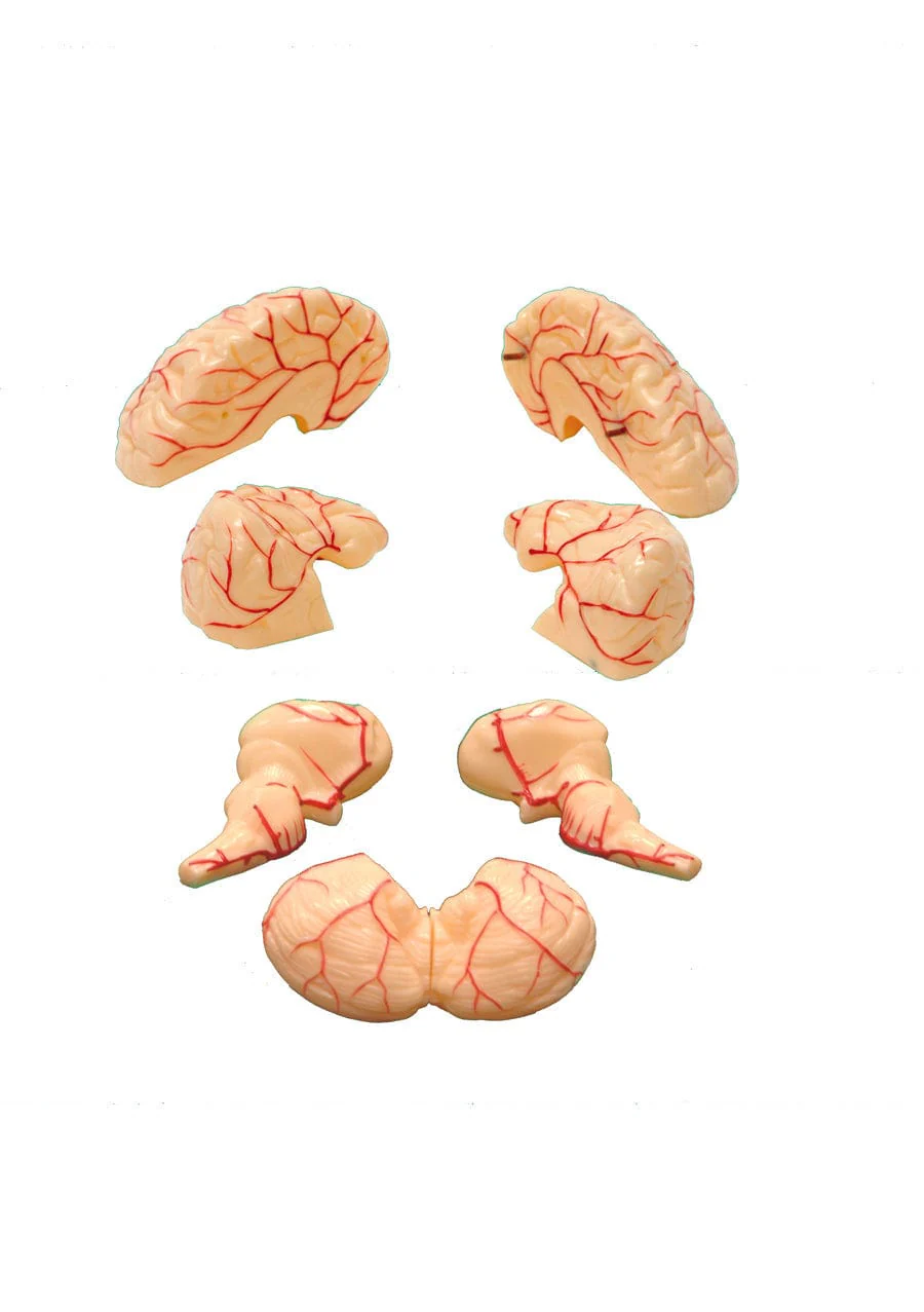 United Scientific Brain Model, 8-Part - Image 2