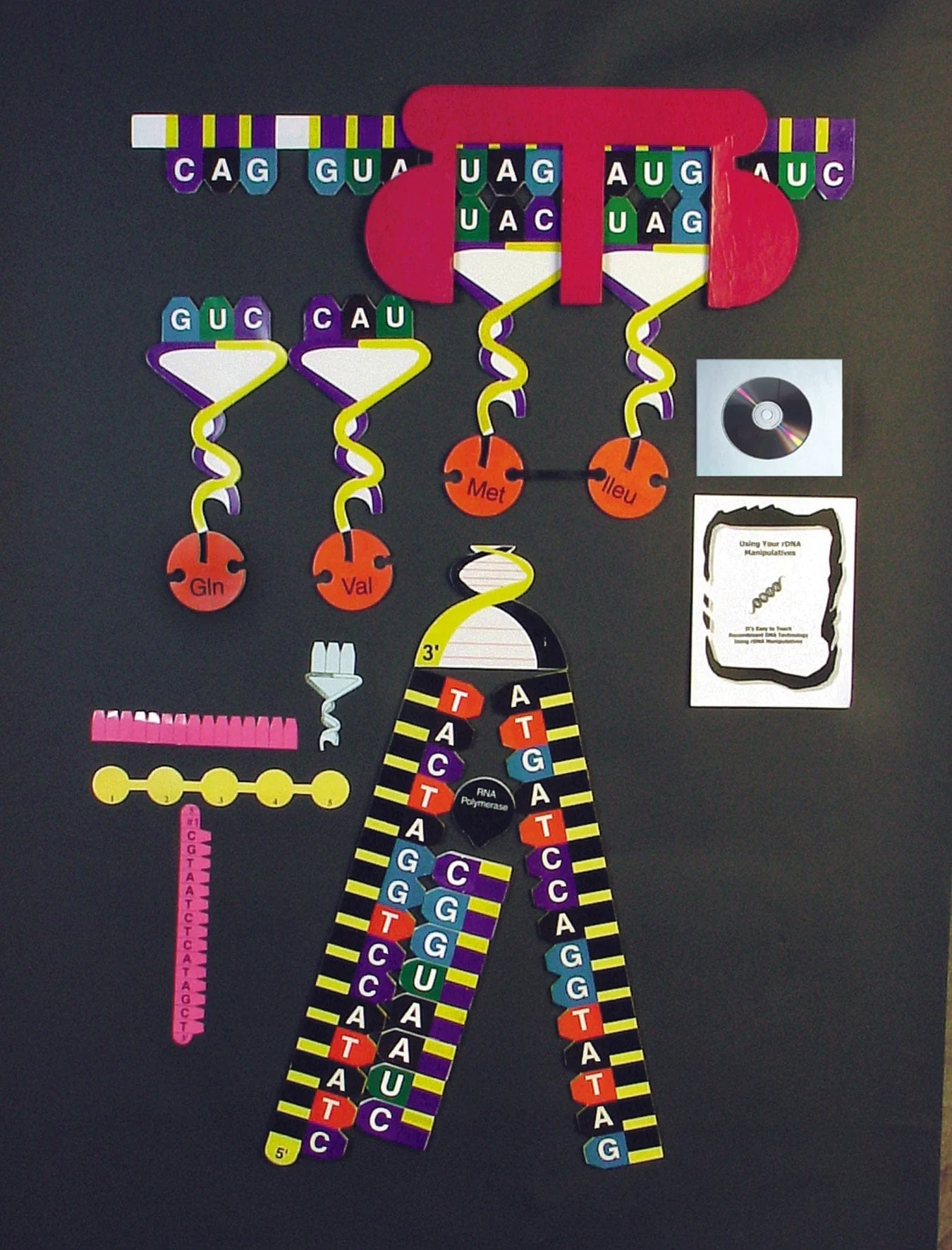 United Scientific Protein Synthesis Manipulatives Kit