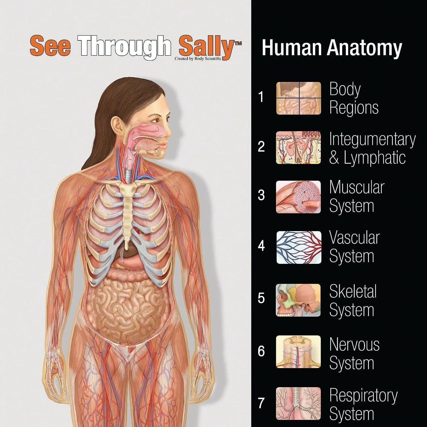 United Scientific See-Through Sally™ Human Anatomy Display