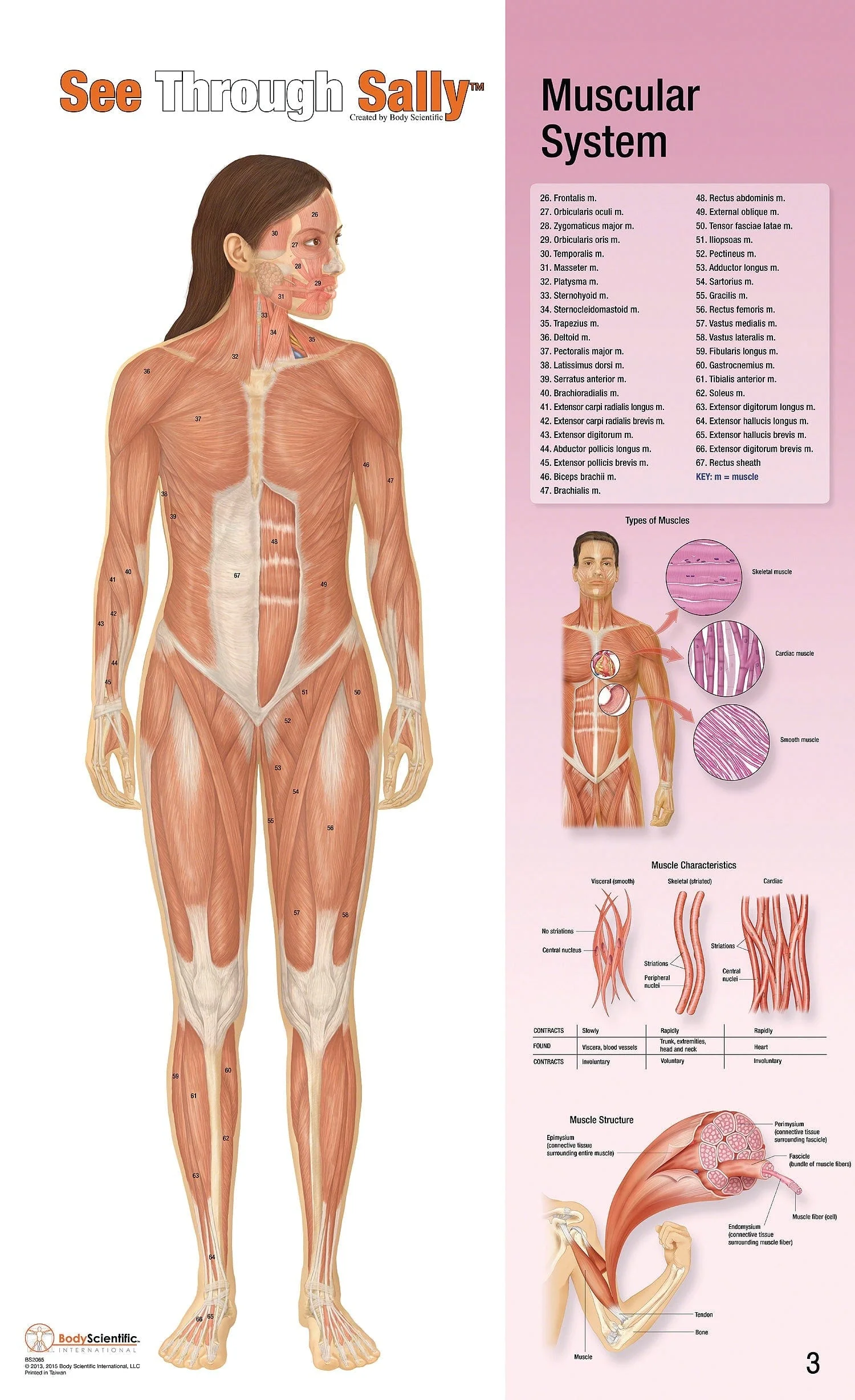 United Scientific See-Through Sally™ Human Anatomy Display - Image 3