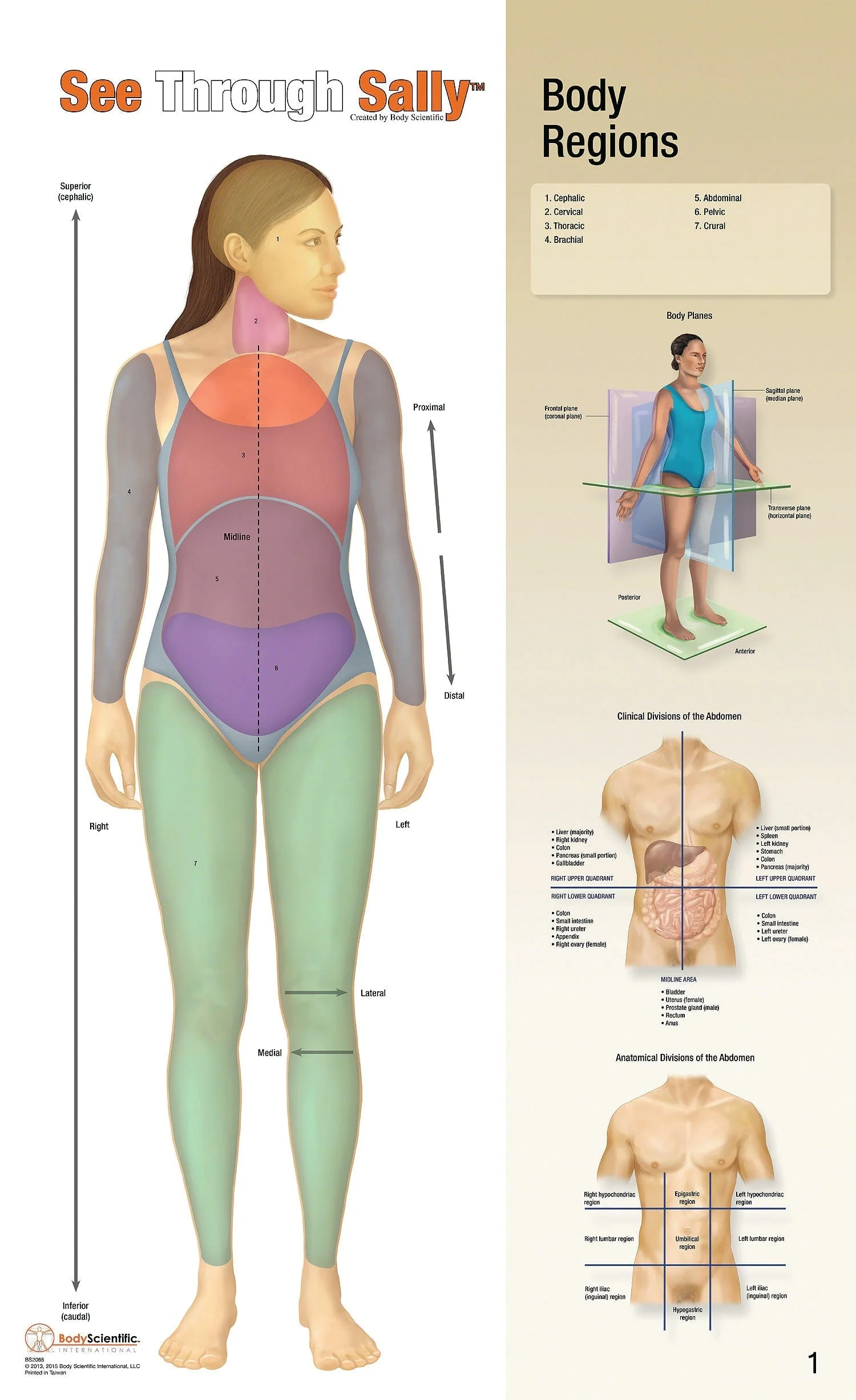United Scientific See-Through Sally™ Human Anatomy Display - Image 6