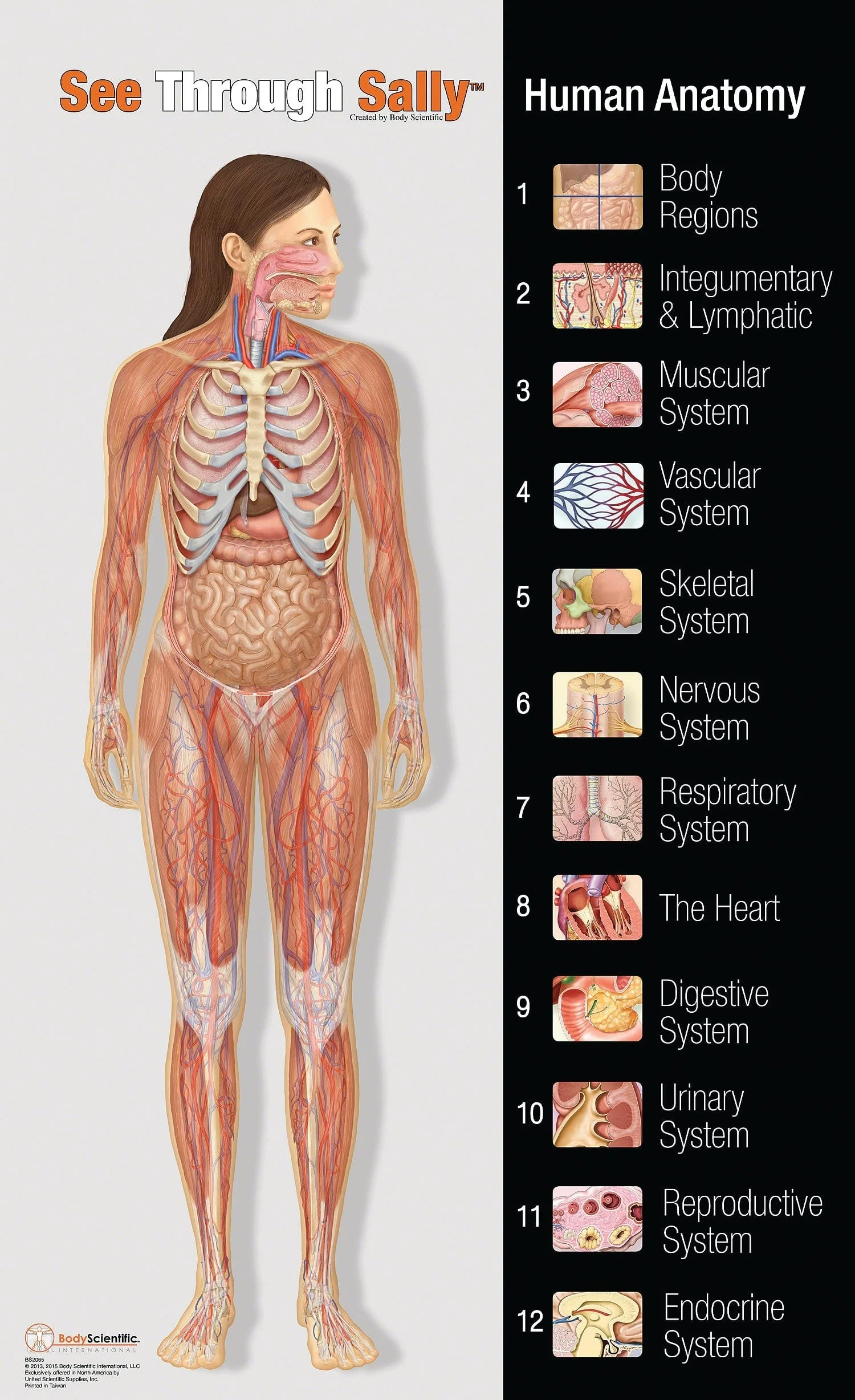 United Scientific See-Through Sally™ Human Anatomy Display - Image 8