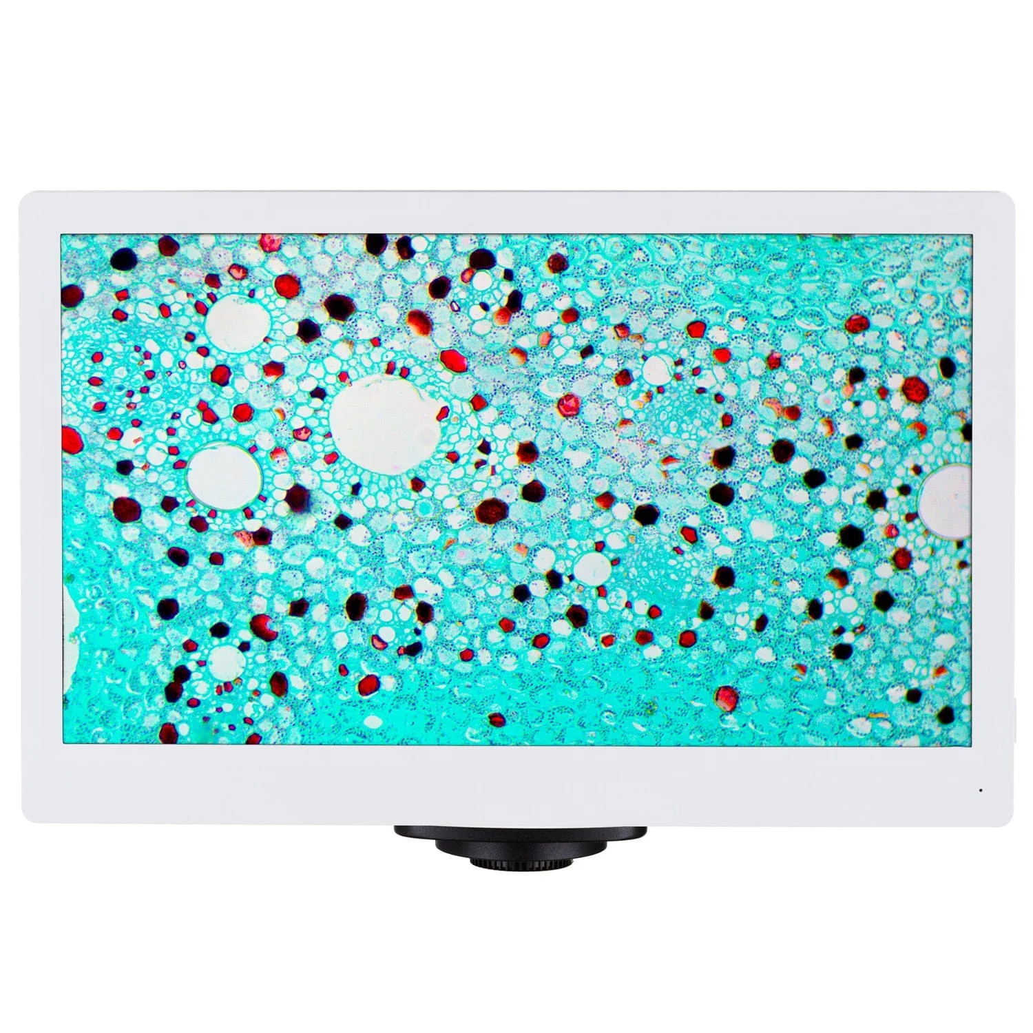 AmScope HD Series 1080p 60fps 2.0MP HDMI High-sensitivity Color CMOS C-mount Microscope Camera with Monitor for Stand-alone and PC Imaging - Image 3