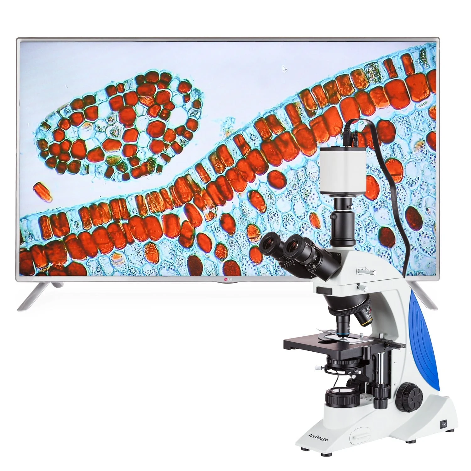AmScope HD Series 1080p 15fps 5.0MP HDMI Color CMOS C-mount Microscope Camera for Stand-alone and PC Imaging - Image 2