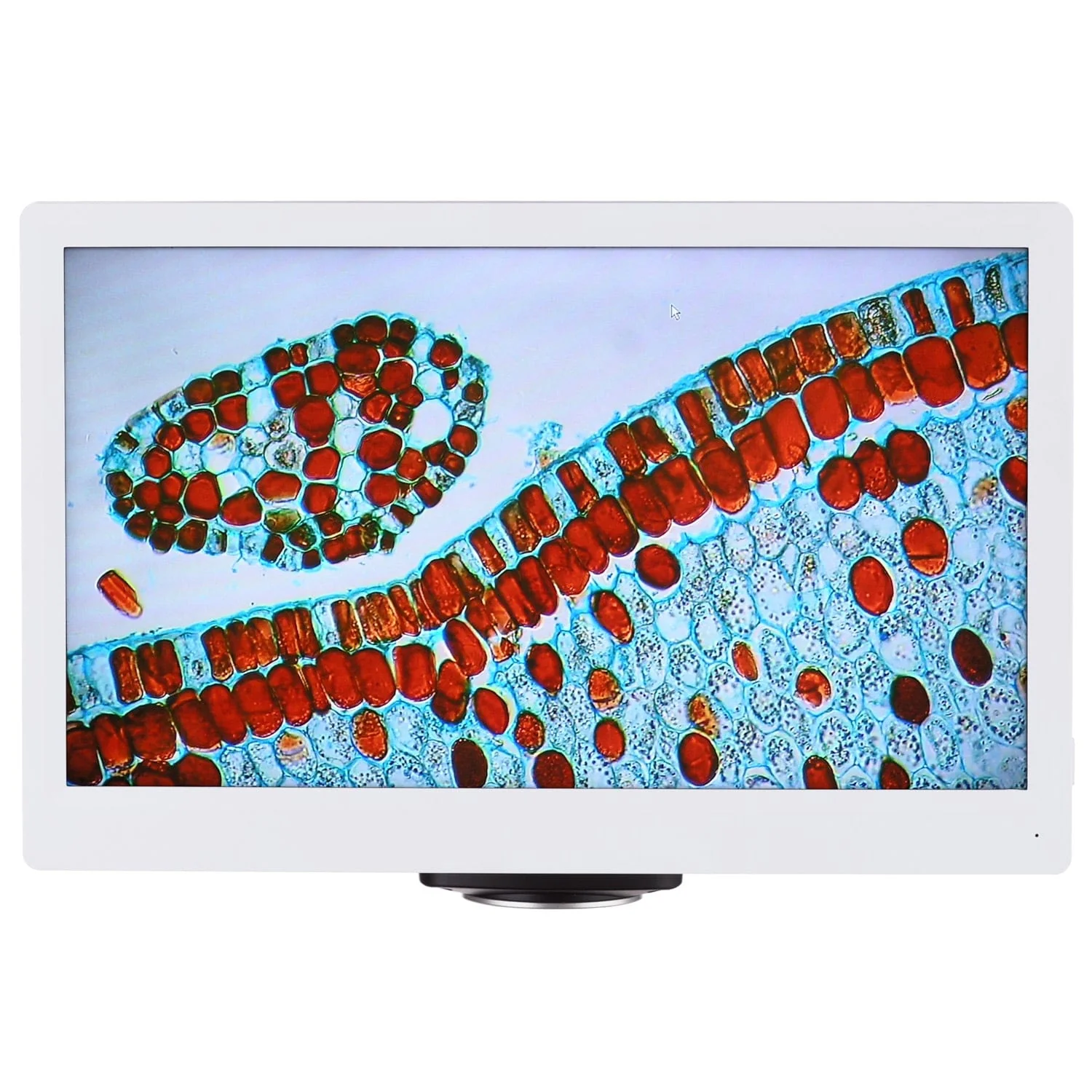 AmScope HD Series 1080p 15fps 5.0MP HDMI Color CMOS C-mount Microscope Camera with Monitor for Stand-alone and PC Imaging - Image 4