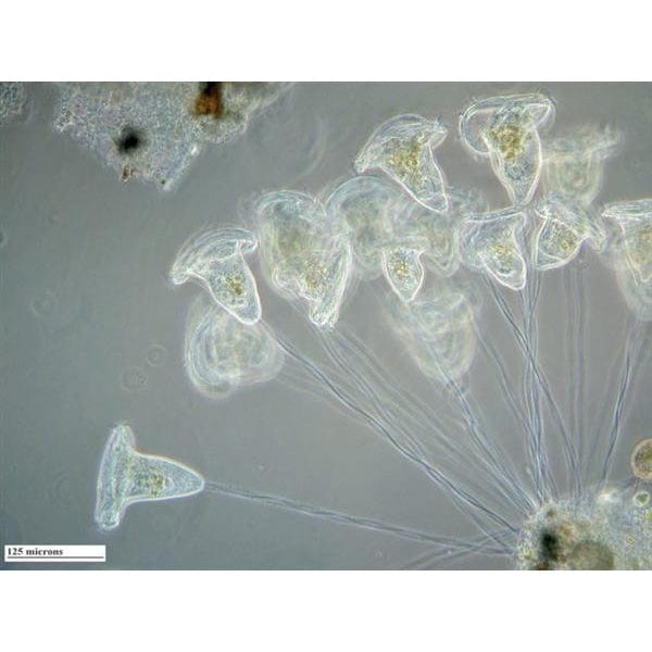 AmScope IN480 Series Inverted Infinity-corrected Phase-contrast Trinocular Compound Microscope 40X-900X Magnification with Koehler Illumination and 5MP USB 2.0 Camera - Image 8