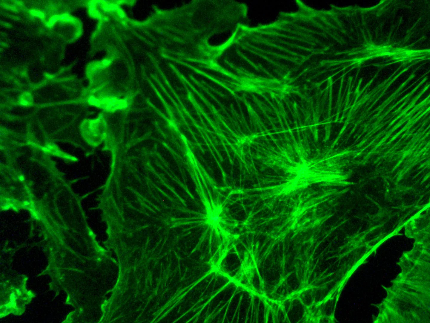 AmScope IN480 Series Inverted Infinity-corrected Phase-contrast Fluorescence Trinocular Compound Microscope 40X-900X Magnification with Koehler Illumination and 5MP CCD Camera - Image 8