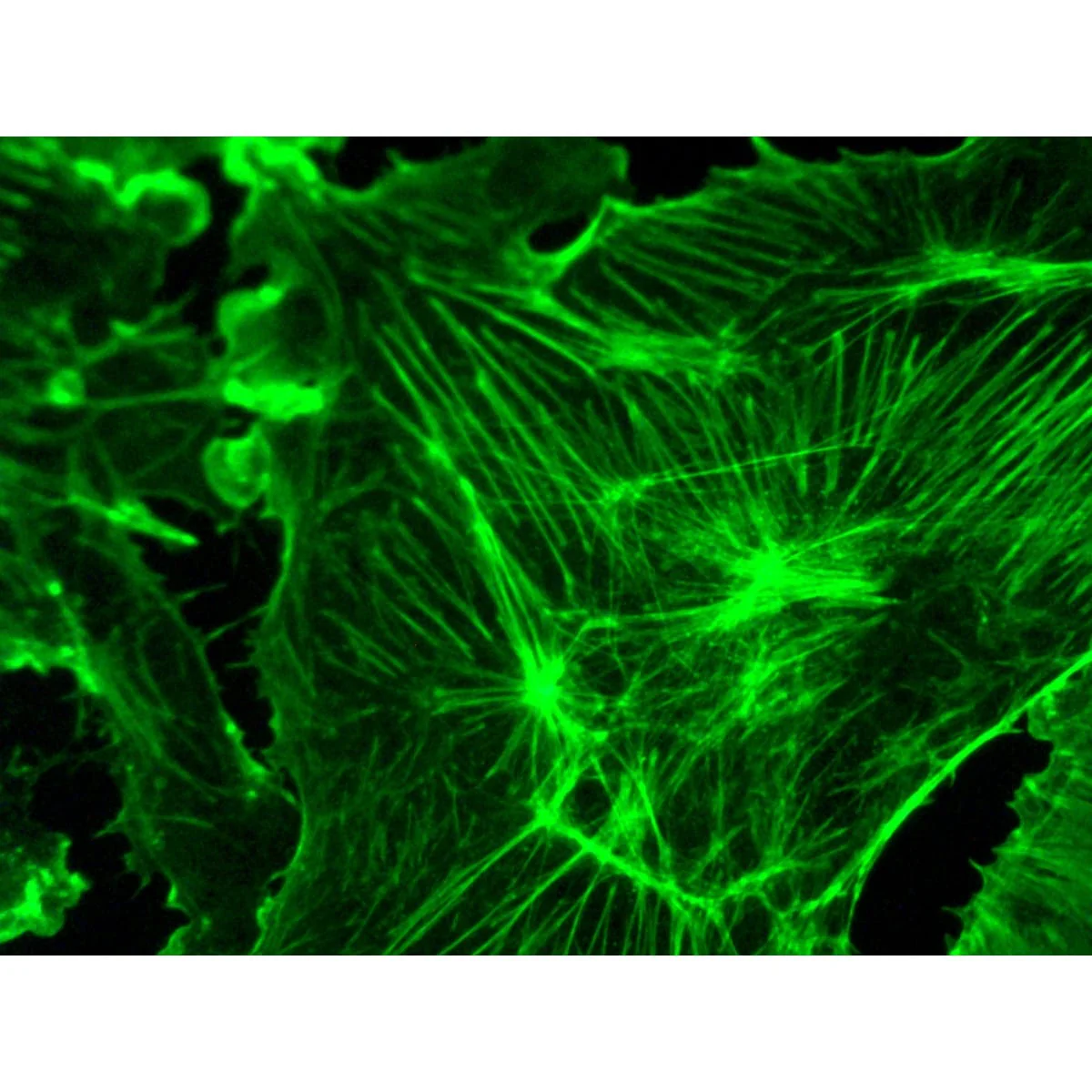 AmScope IN480 Series Inverted Infinity-corrected Phase-contrast Fluorescence Trinocular Compound Microscope 40X-900X Magnification with Koehler Illumination and 3MP SCMOS Camera - Image 8