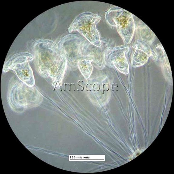 AmScope IN480 Series Inverted Infinity-corrected Phase-contrast Trinocular Compound Microscope 40X-1200X Magnification with Koehler Illumination + 9MP USB 2.0 Camera - Image 8