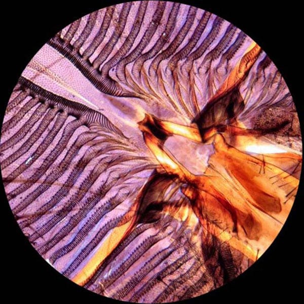 Amscope M162C-2L-WM-SP14 Monocular Compound Microscope for Kids – 40X–1000X Top & Bottom LED Illumination STEM Education Microscopes, Student Lab Microscopes, Biological Science Microscopes - Image 6