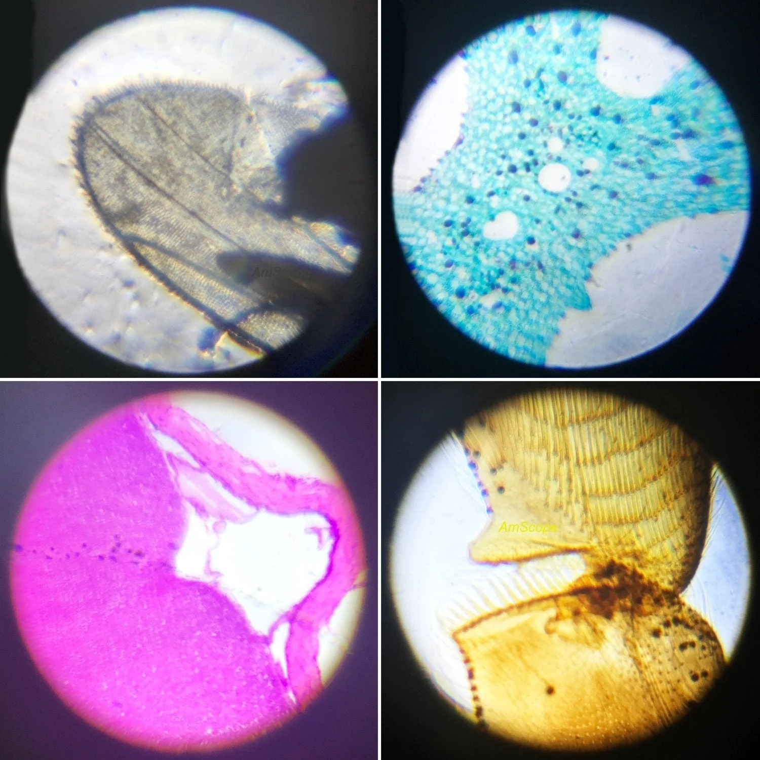 Amscope M28-KT1-W-WM Monocular Compound Microscope for Kids – 40X–1000X LED Illumination STEM Education Microscopes, Student Lab Microscopes, Biological Science Microscopes - Image 6