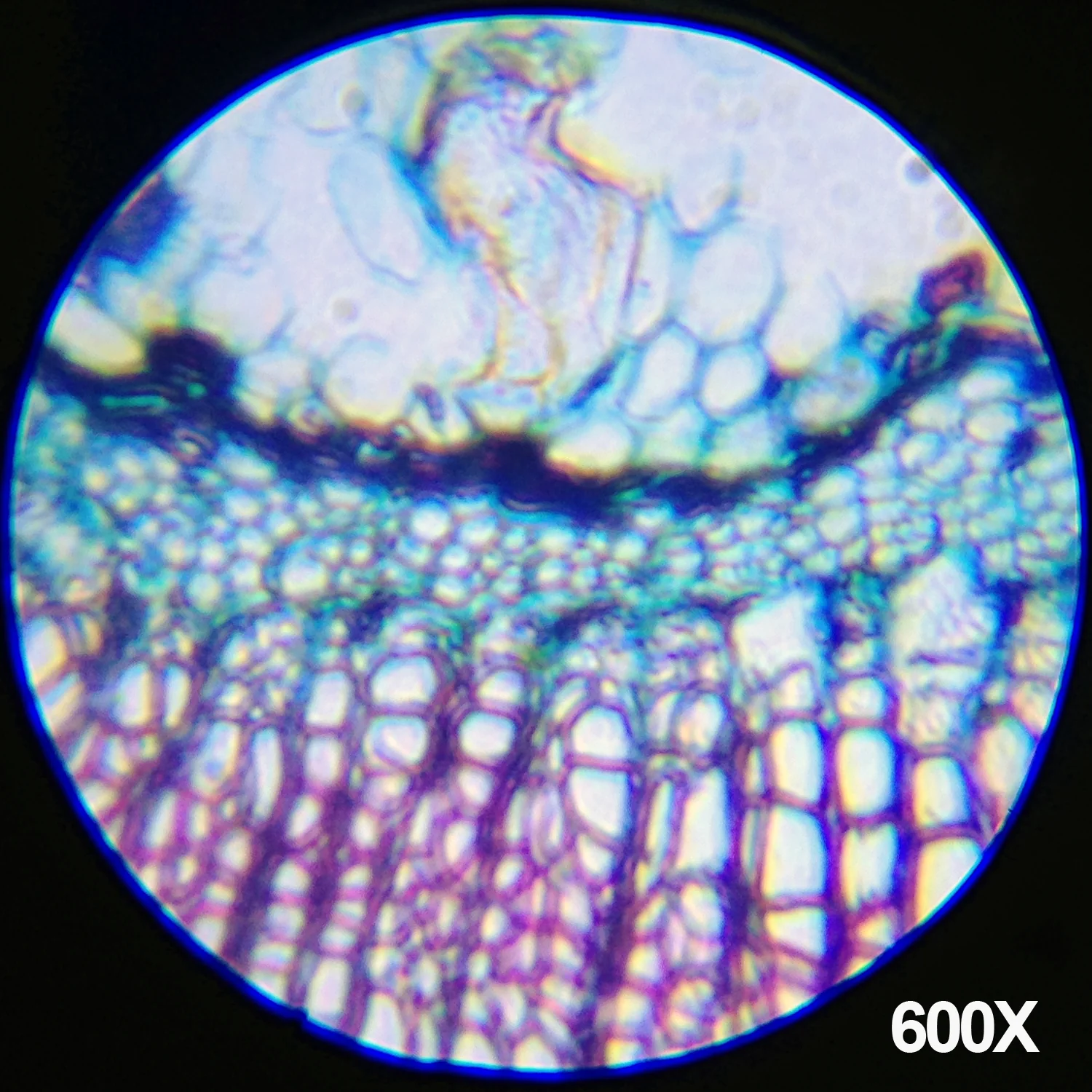 Amscope M30-ABS-KT1 Monocular Compound Microscope for Kids – Up to 1200X LED Illumination STEM Education Microscopes, Student Lab Microscopes, Biological Science Microscopes - Image 8