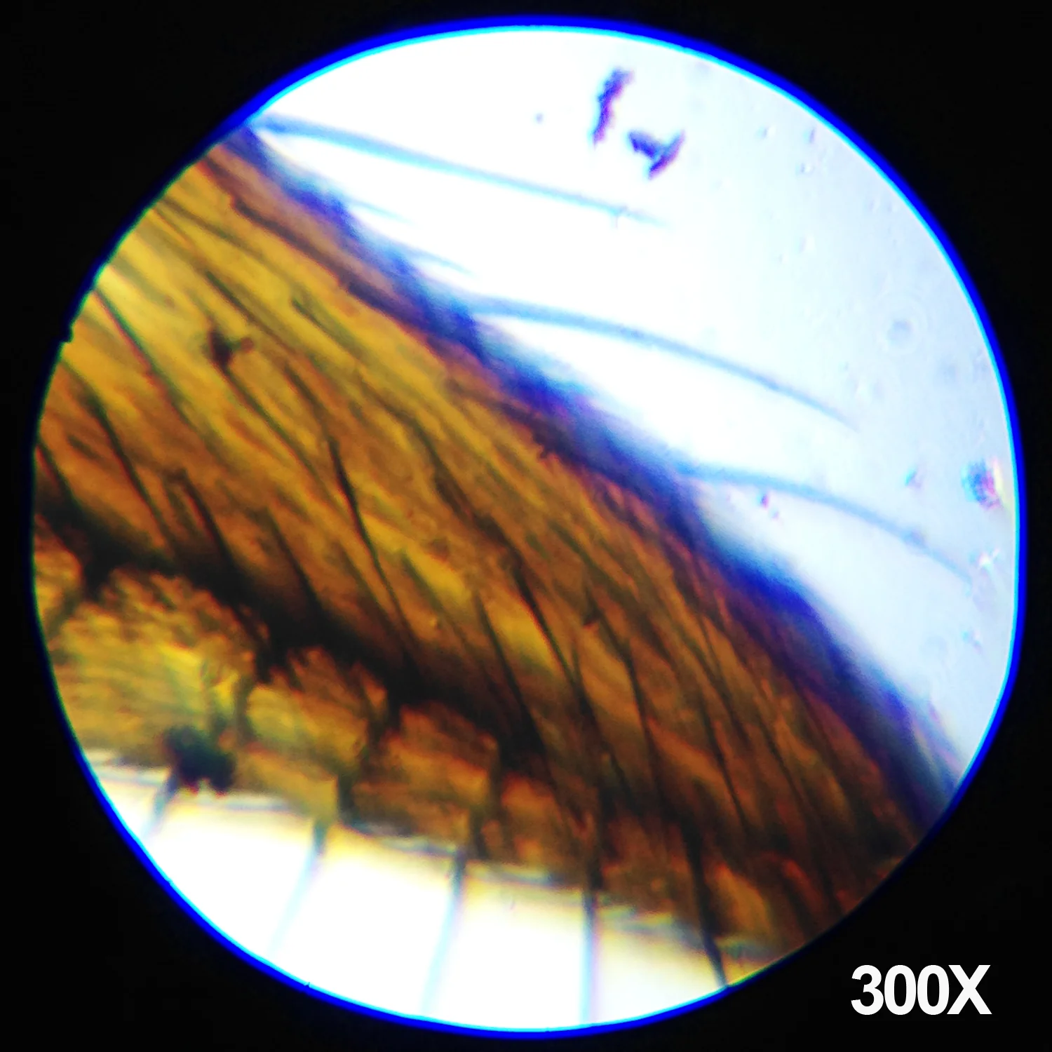Amscope M30-ABS-KT1-W-WM Monocular Compound Microscope for Kids – Up to 1200X LED Illumination STEM Education Microscopes, Student Lab Microscopes, Biological Science Microscopes - Image 3