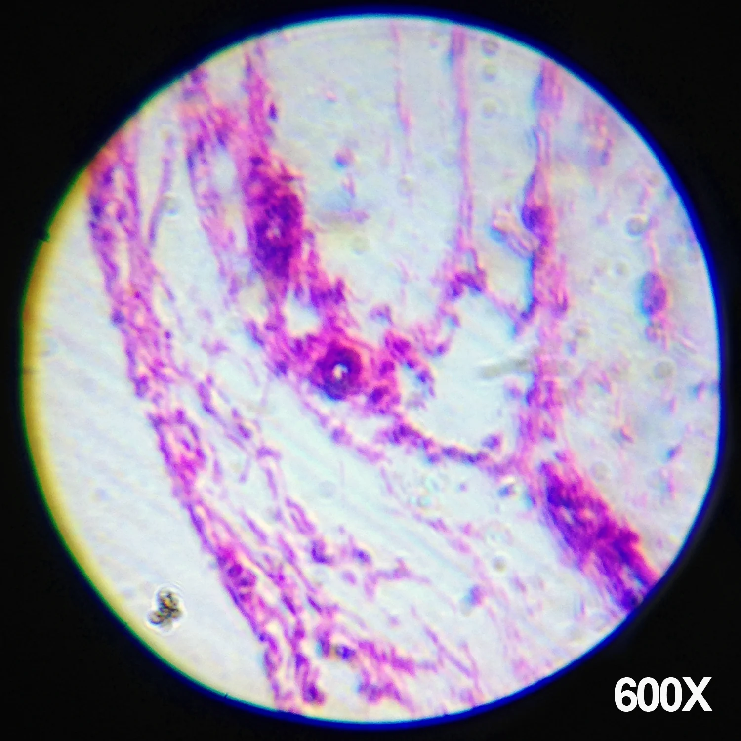 Amscope M30-ABS-KT1-WM Monocular Compound Microscope for Kids – Up to 1200X LED Illumination STEM Education Microscopes, Student Lab Microscopes, Biological Science Microscopes - Image 5