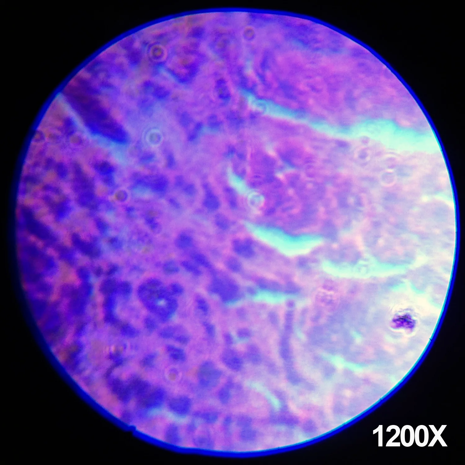 Amscope M30-ABS-KT1-WM Monocular Compound Microscope for Kids – Up to 1200X LED Illumination STEM Education Microscopes, Student Lab Microscopes, Biological Science Microscopes - Image 6
