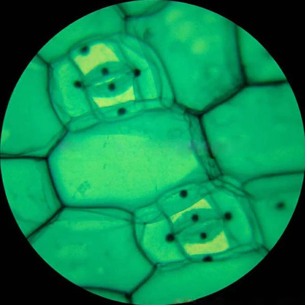 AmScope M60 Series Metal Body Glass Lens Biology Student Monocular Compound Microscope 40X-640X Magnification with ABS Case and 25pc Specimens - Image 7