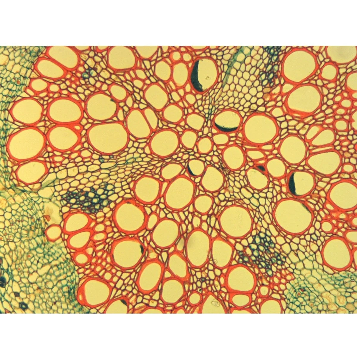 40X-2000X 3MP Digital Integrated Microscope with LED Illumination + Blank Slides, Tissues - Image 8
