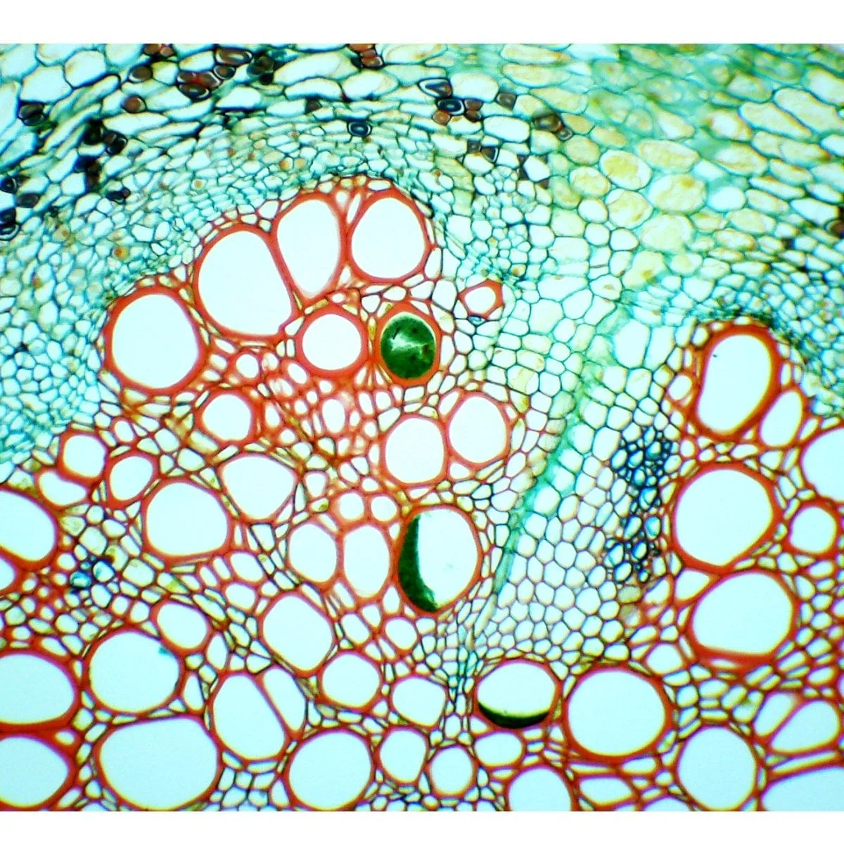 40X-2000X 3MP Digital Integrated Microscope with Halogen Illumination + Blank Slides, Tissues - Image 8