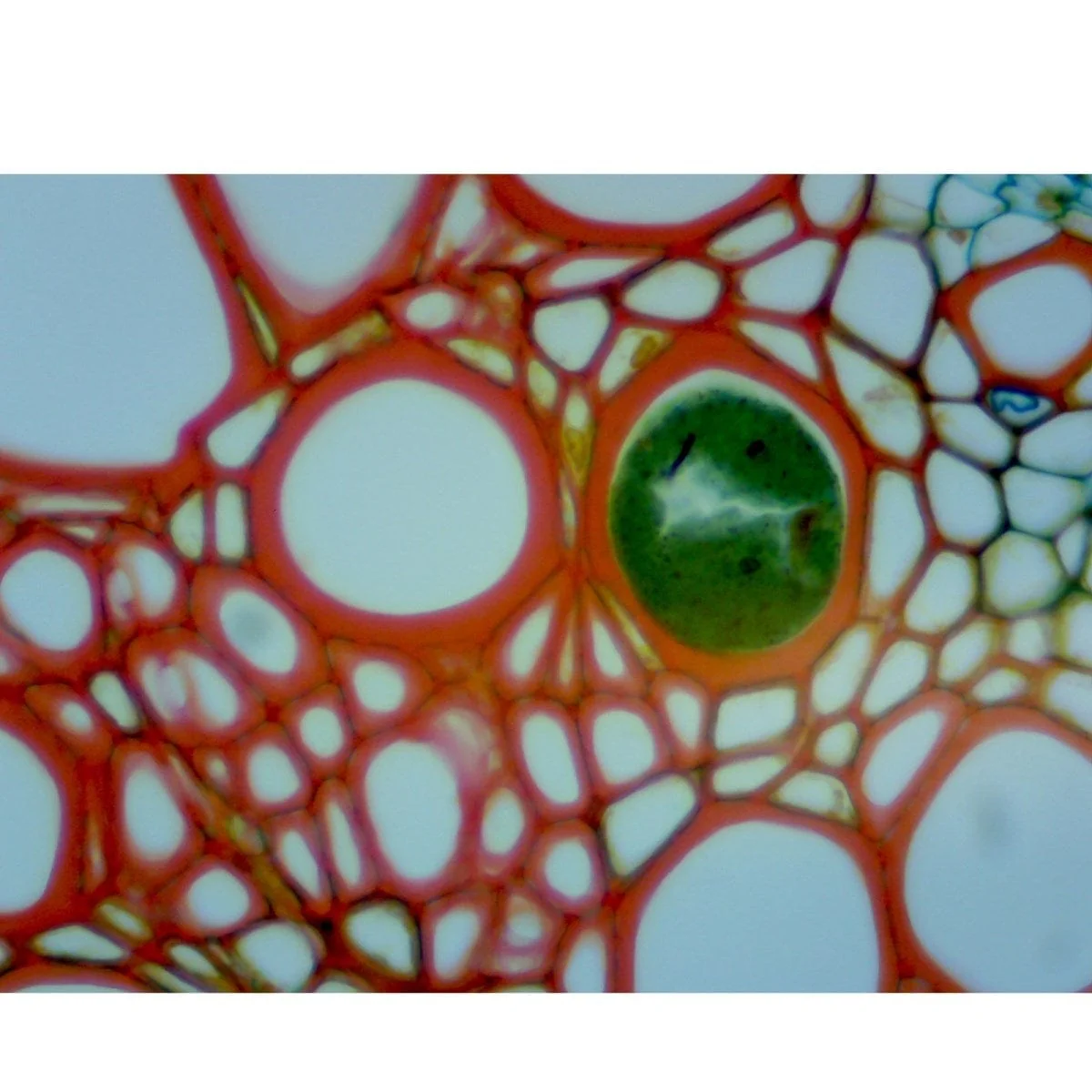 40X-2500X 3MP Digital Integrated Microscope with LED Illumination - Image 8