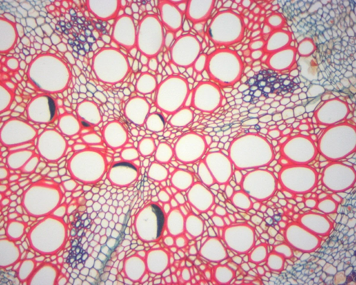 40X-2000X 1.3MP Digital Integrated Microscope with LED Illumination - Image 8