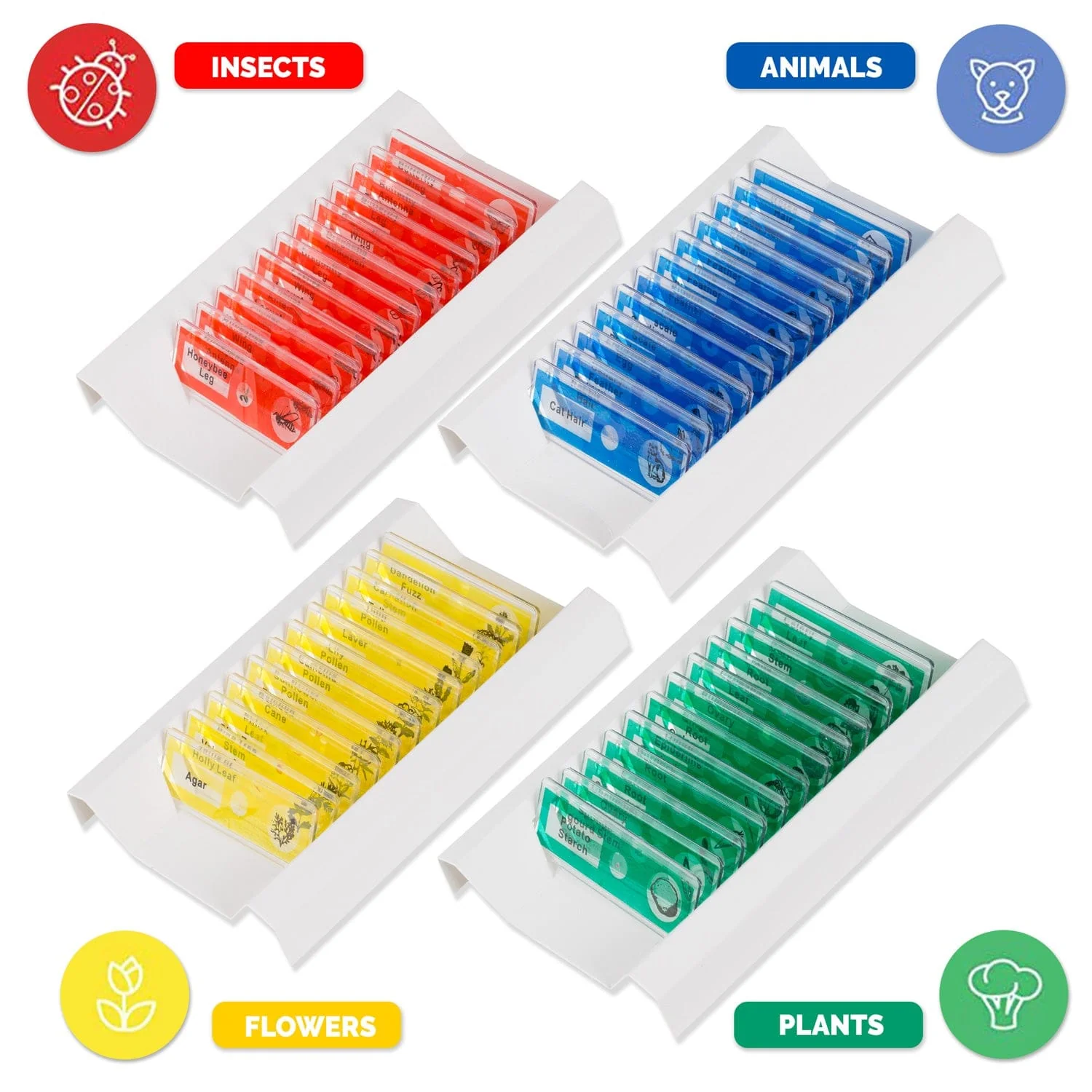 IQCrew by AmScope 48pc Color-coded Prepared Plastic Microscope Slides with Plant, Insect, Mammal, Bird and Fish Specimens - Image 2